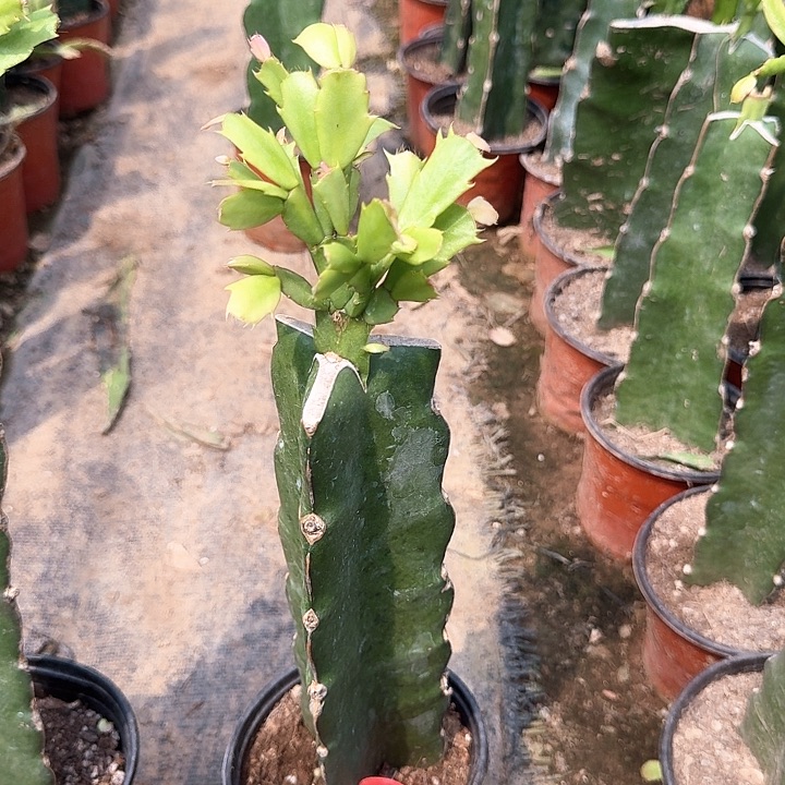 当前无花栽培后可以开花068   79