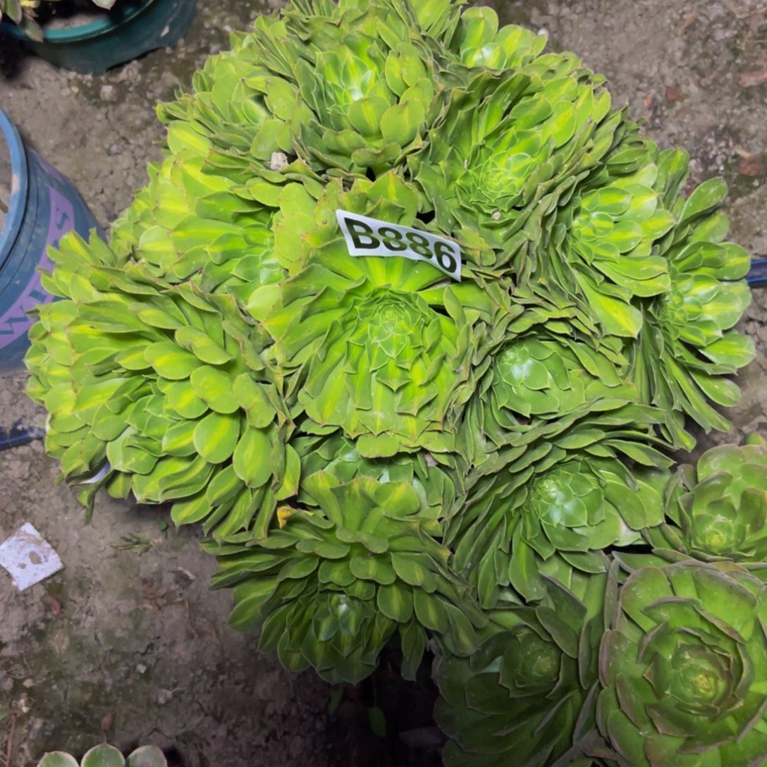 知否法师26//////21包邮