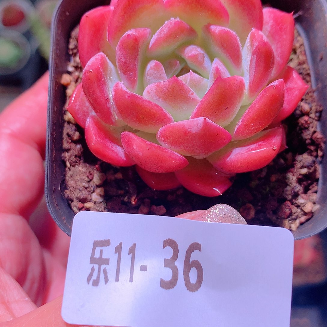 乐然11-36 新品单头 