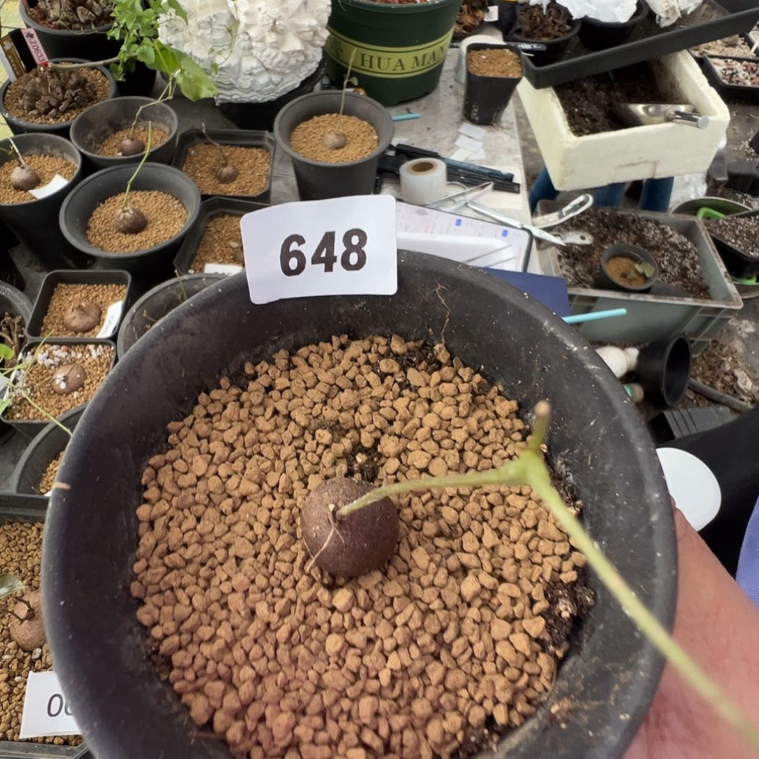 多肉植物专拍植物不退换 一物一拍 648