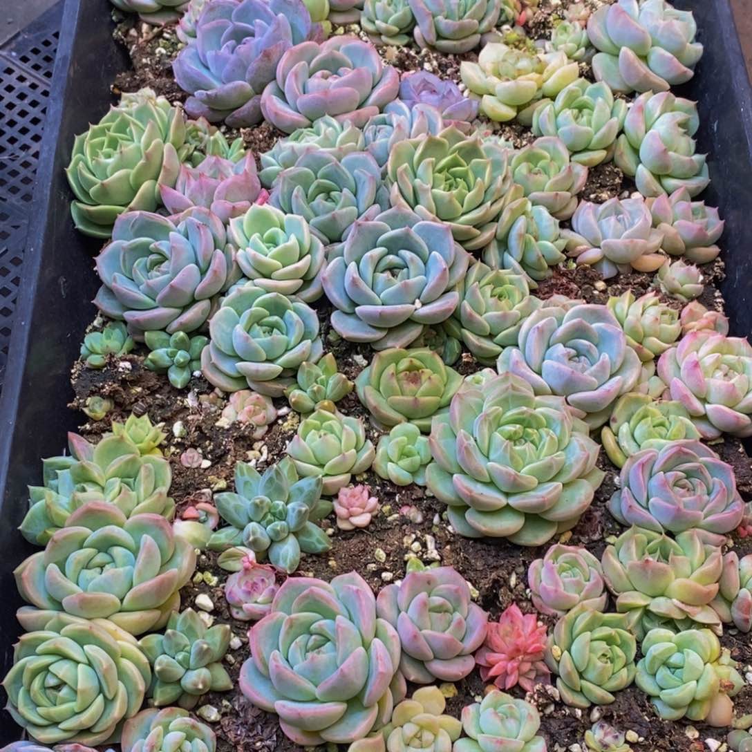 398多肉植物保护研究所所长