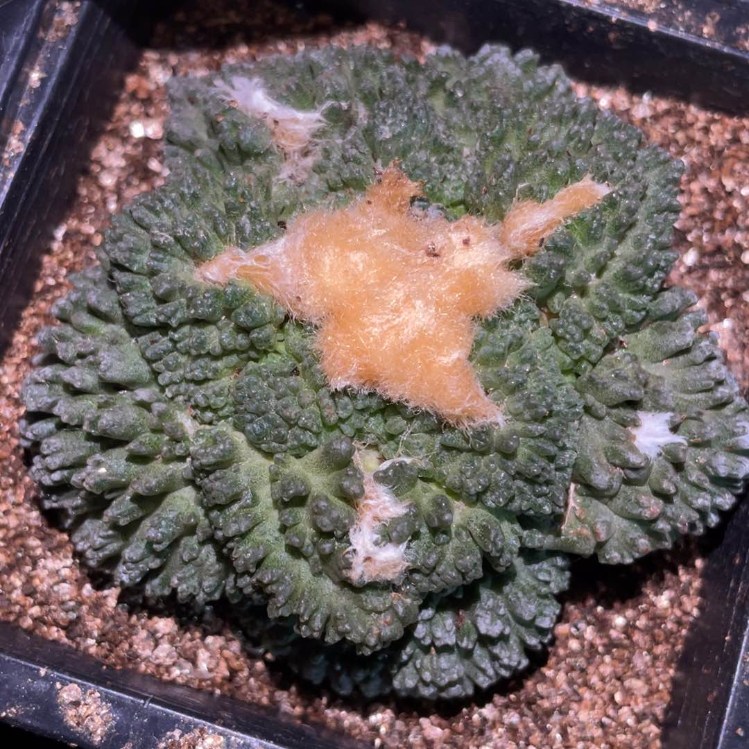 无花朵自根哥斯拉牡丹078