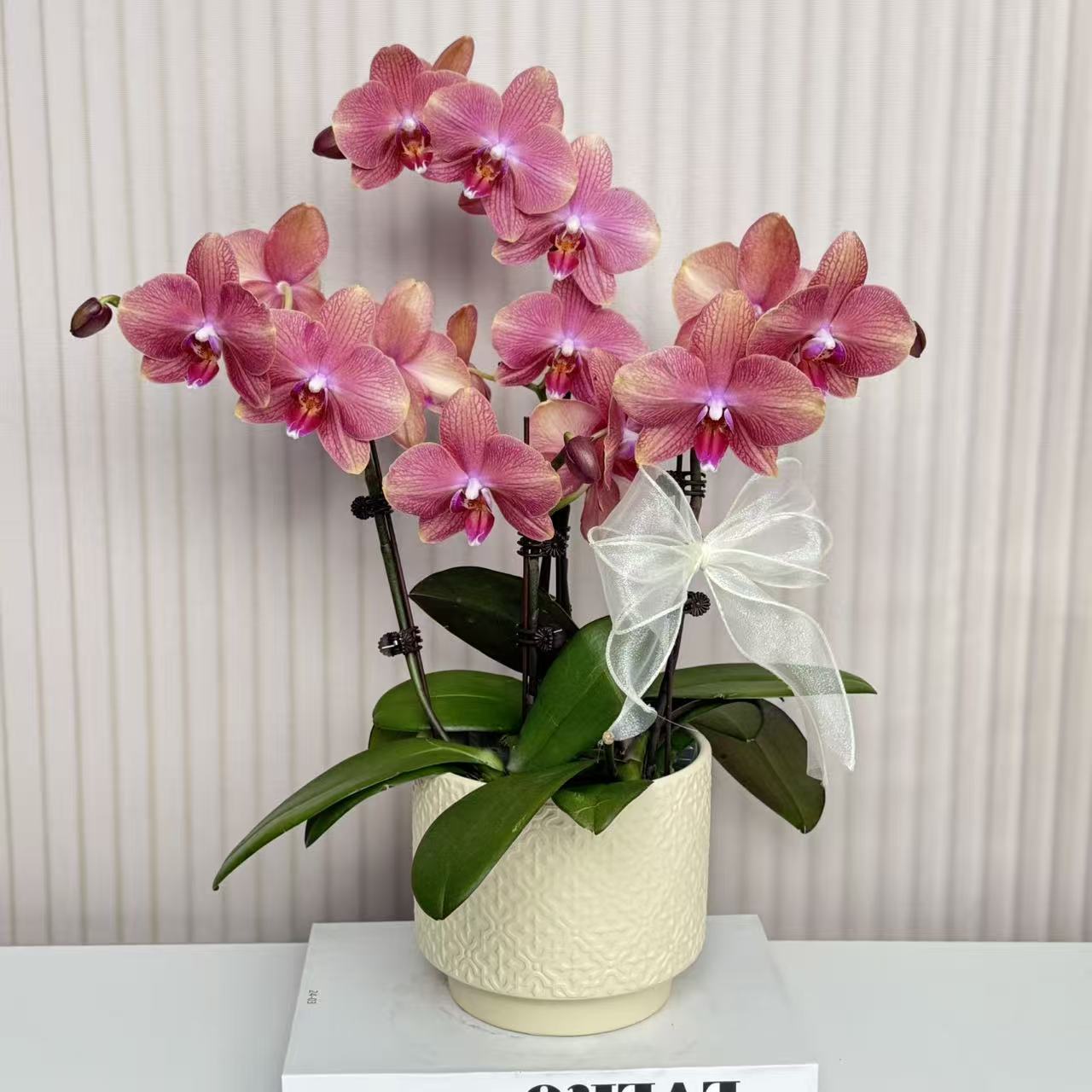 【三文鱼】蝴蝶兰  橘色中小花型 四季花 室内花精品 源头基地直