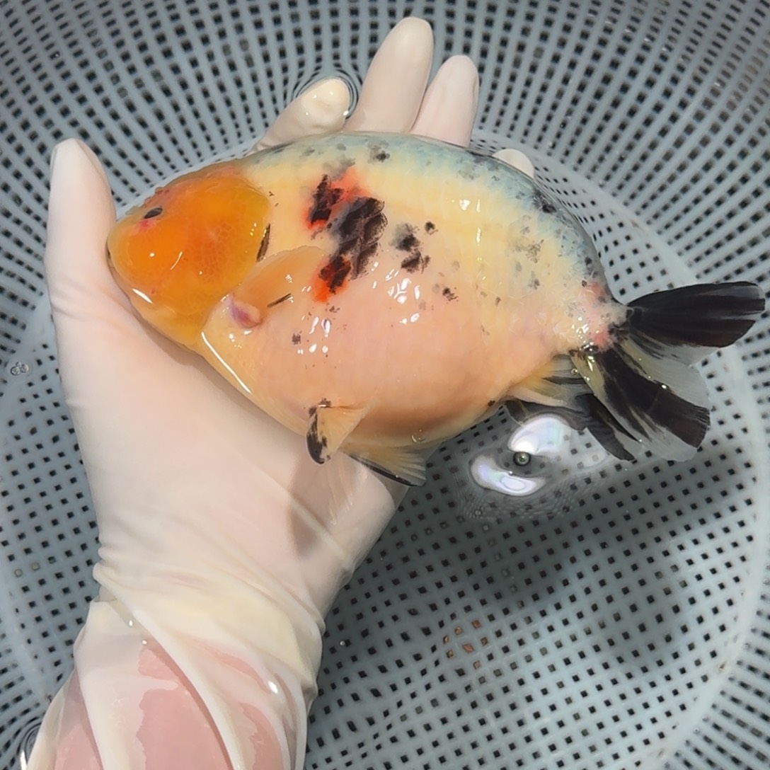 金鱼精品高货兰寿