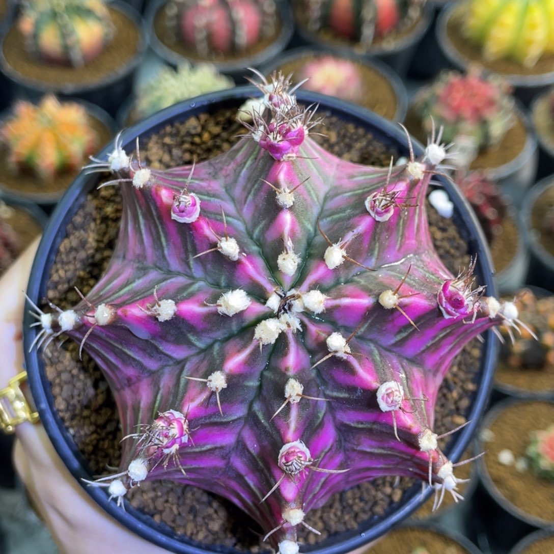 米哈星球00000000600008