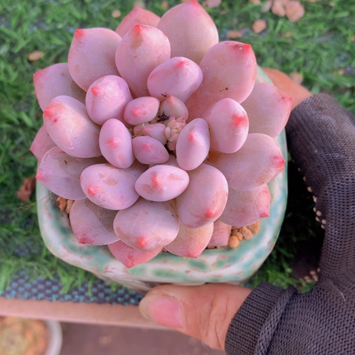 一**扣半夏6一物一拍