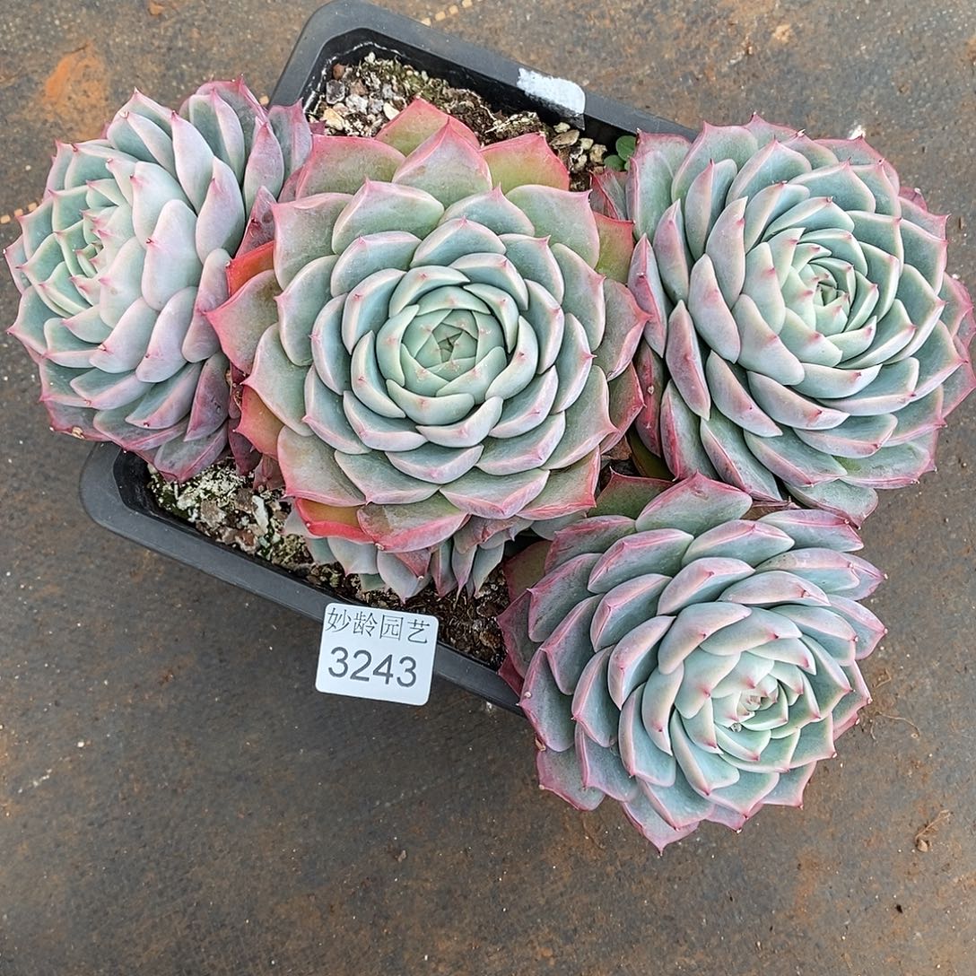 叶***D3243杂交老桩基地～22厘米