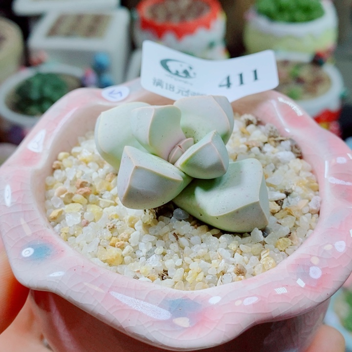 生石花花花花花花花411