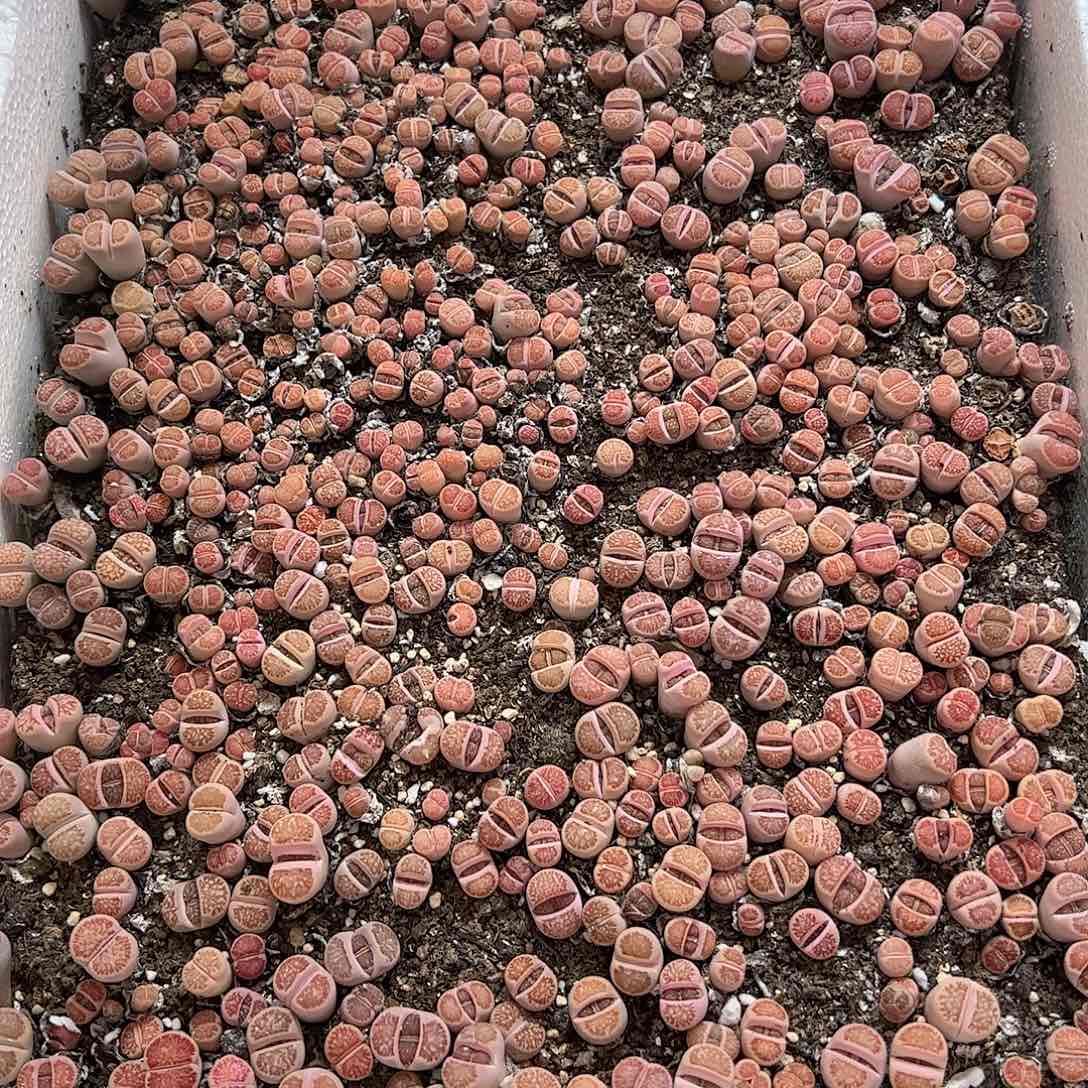 【闪购商品】107 红窗菊一箱