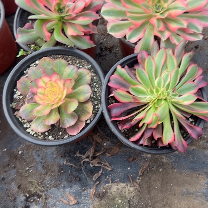 多肉植物3932种植物