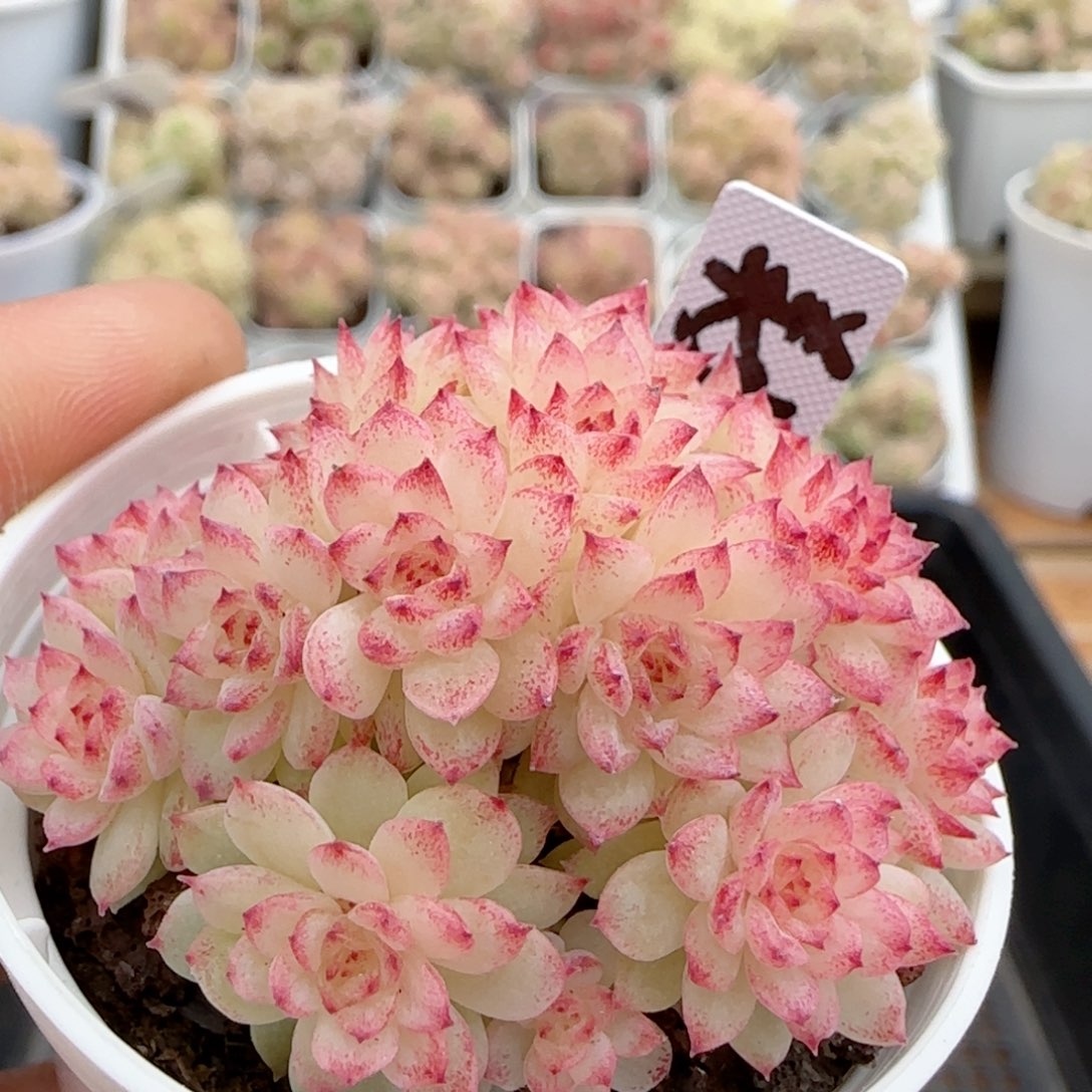 【闪购商品】0214-90（美少女-2