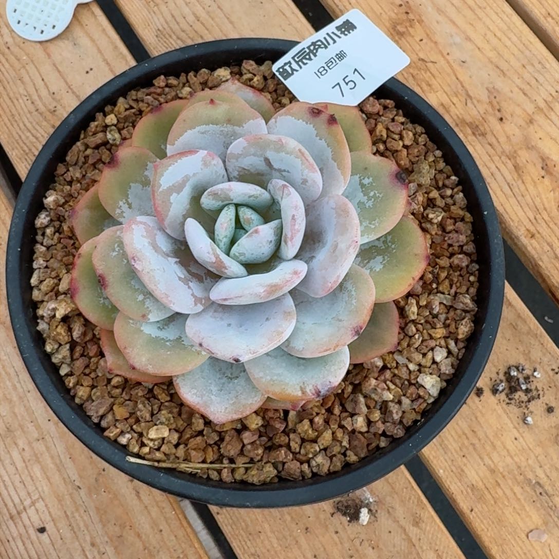 多肉植物奶茶单头751