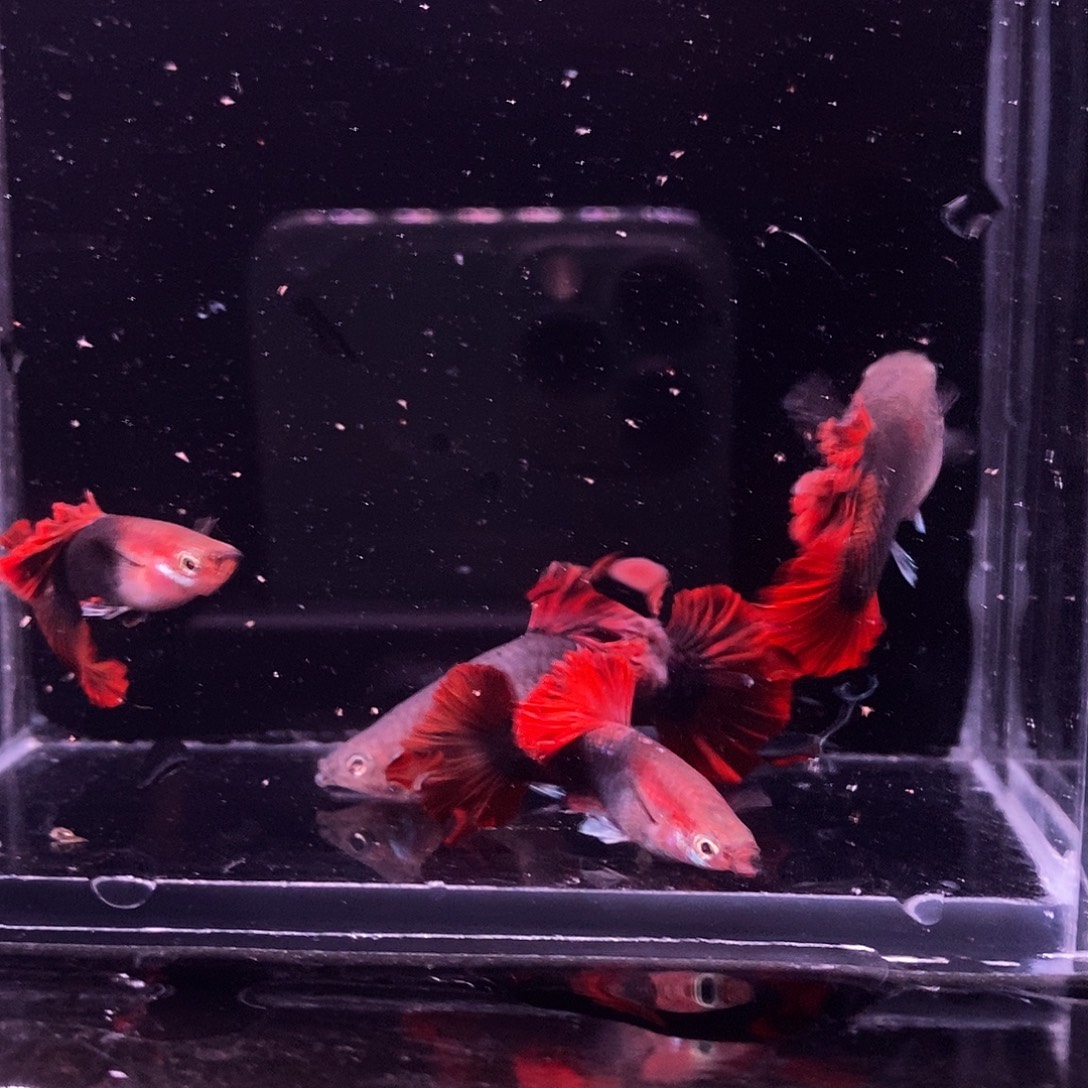 孔雀鱼菊花帆两对
