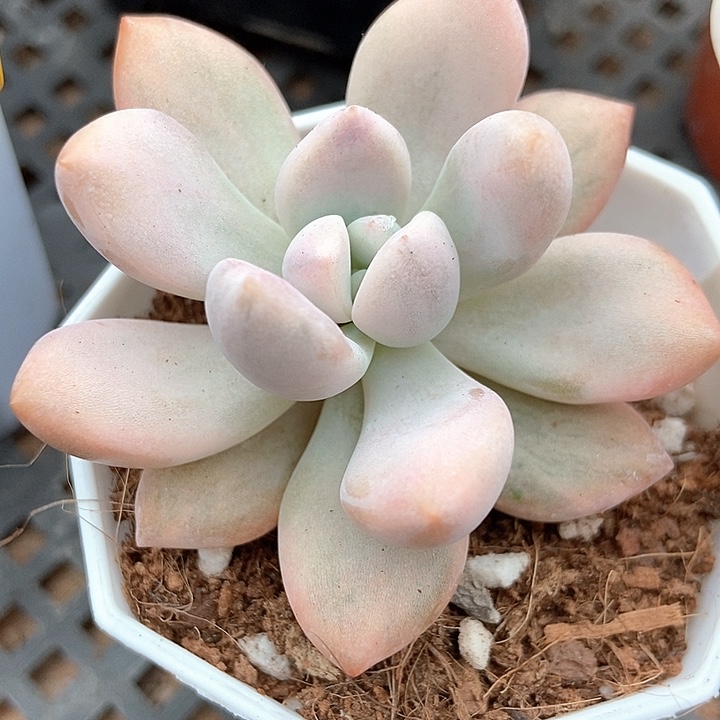 多肉植物奥普锦1032多肉