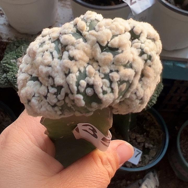 花园兜连体缀358仙人球