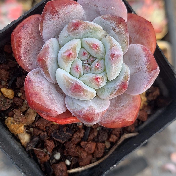 单头精控暗纹橙梦露4-6厘米15颗脱土发货