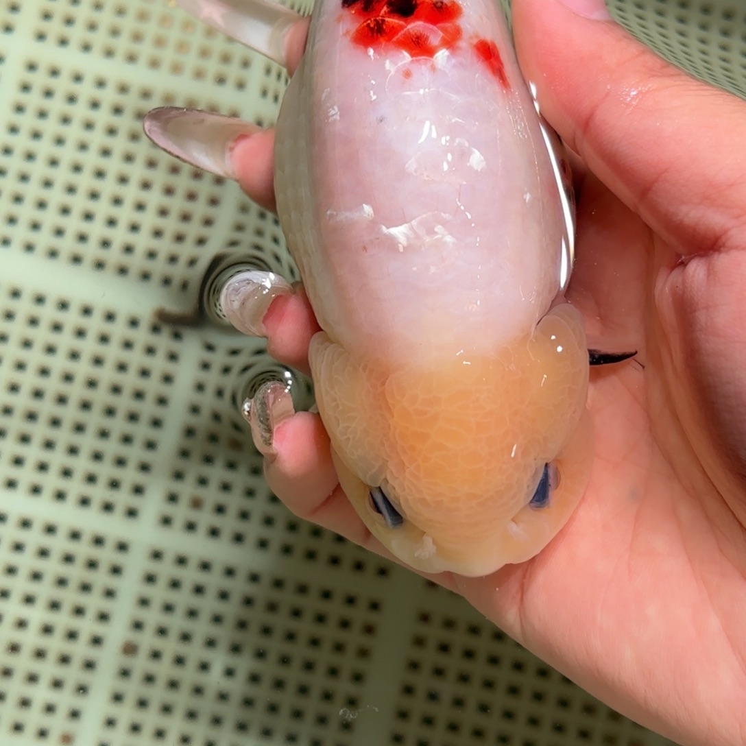 一***虫金鱼拍包装箱包邮，不拍包装箱运费到付