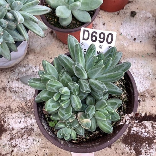 青花瓷不包整690 亏本处理38包邮退款拉黑7-8天发货