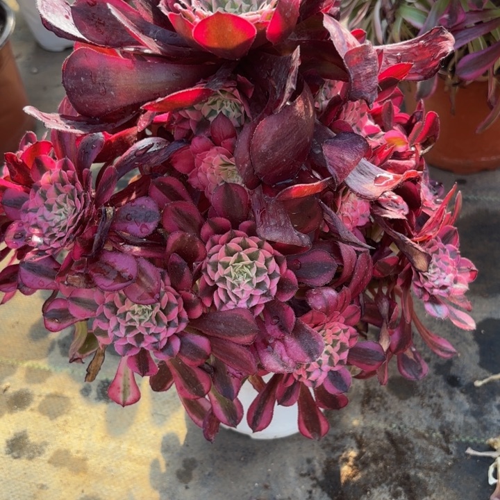 瑞妈多肉植物619