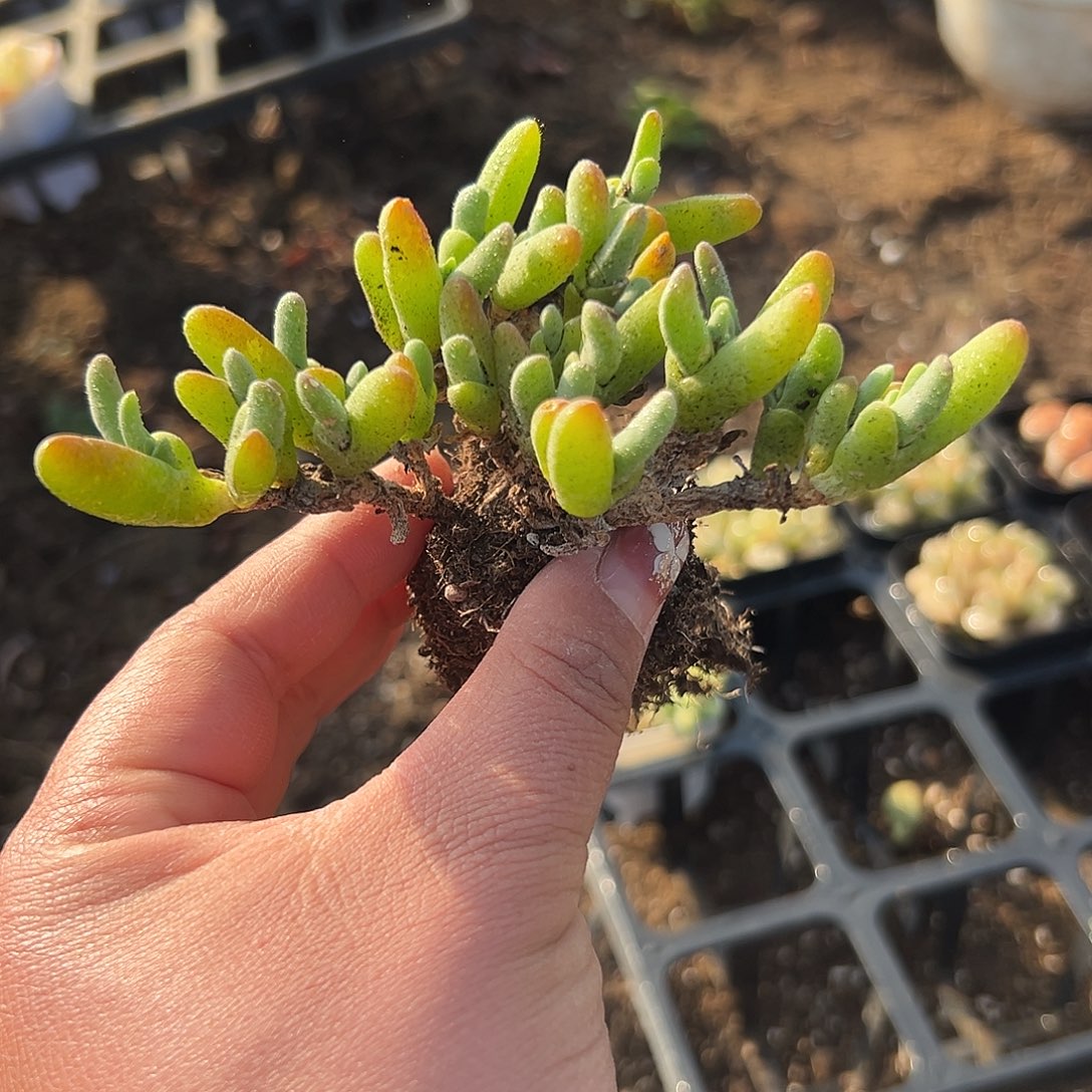 多肉植物鲨鱼群生