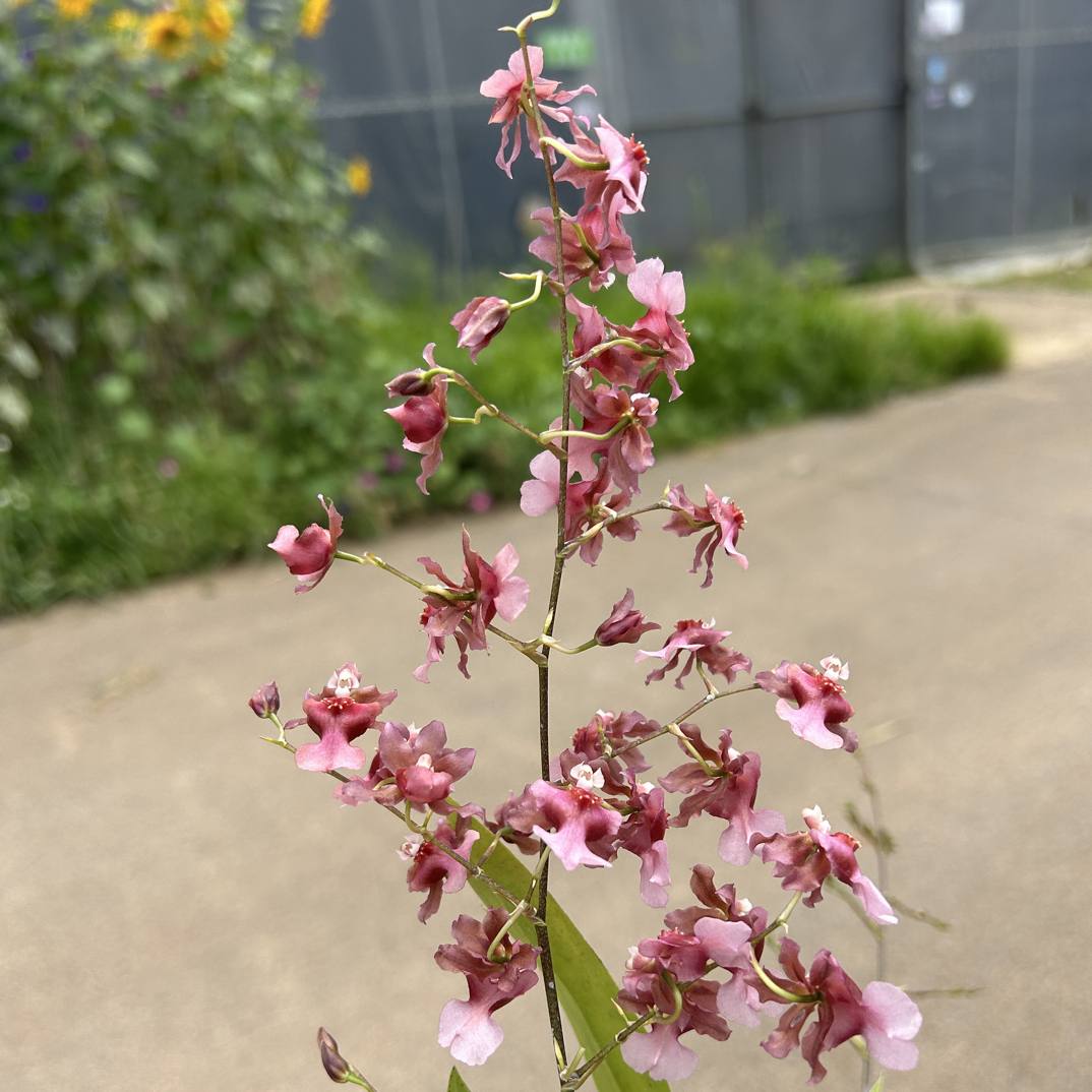 蜜桃香水文心兰花期长室内外阳台客厅好养带香味兰花多年生花卉