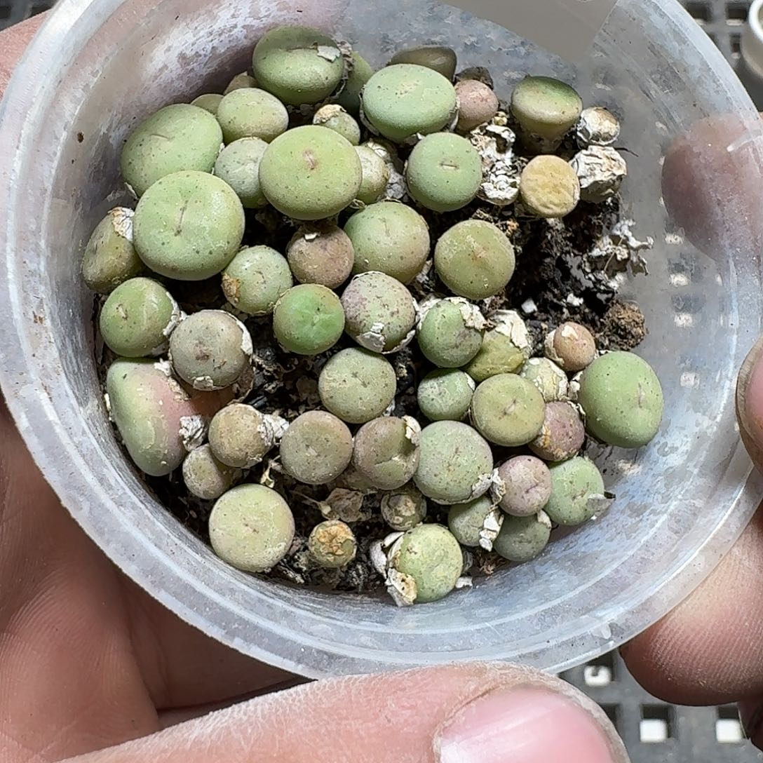 268 多肉植物多肉植物