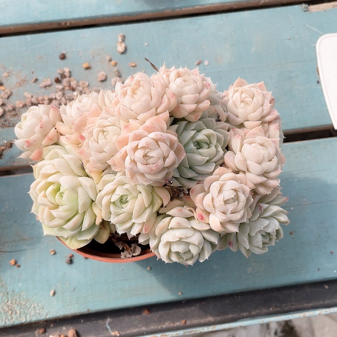 优选月影福利9106