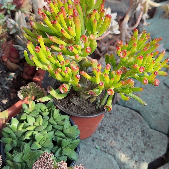 吸财树多肉植物精品