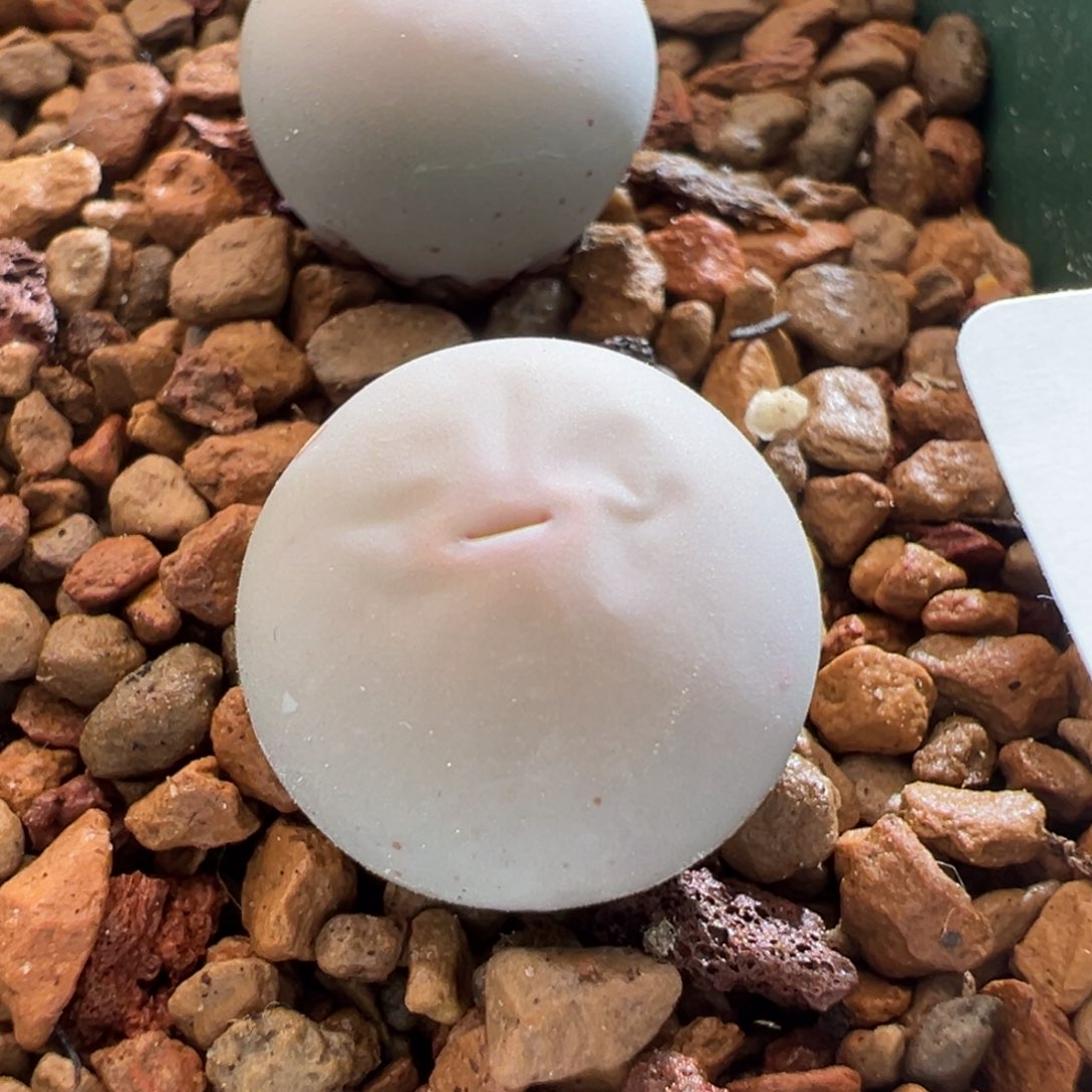 ？*664。青蛙种源434 V嘴。两年半