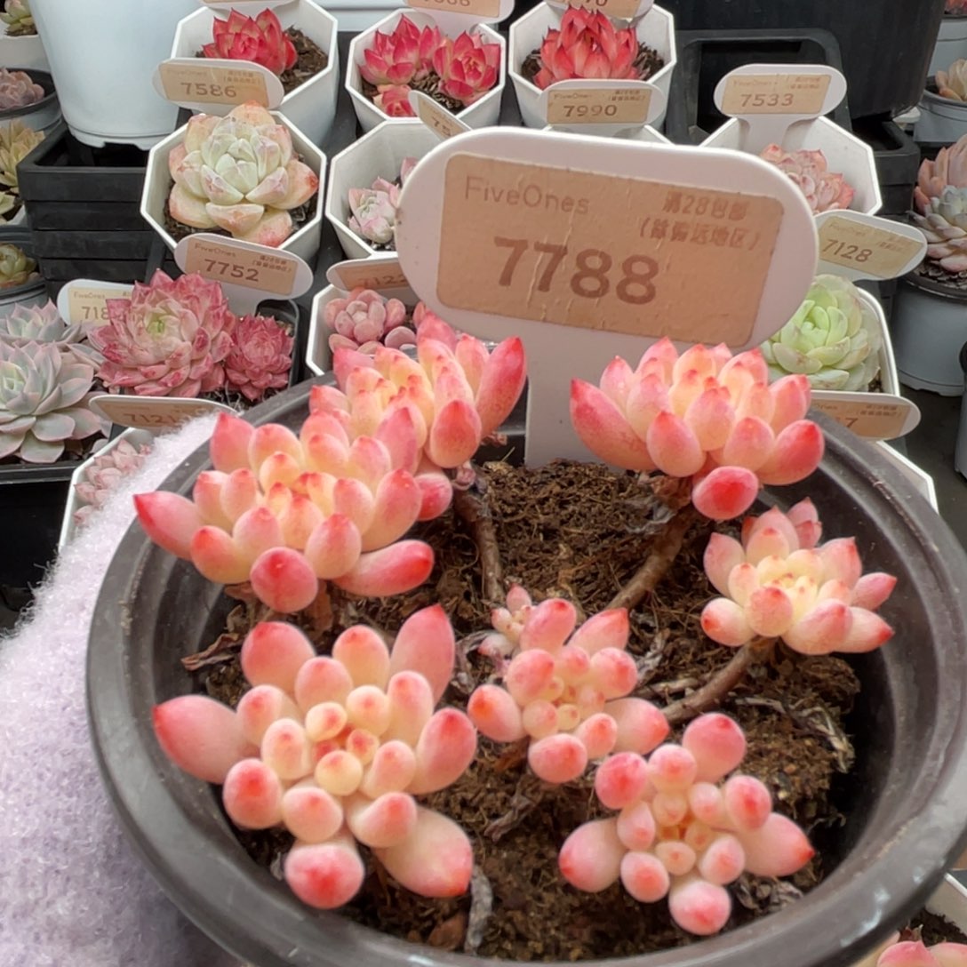 烟花7788-7.0厘米