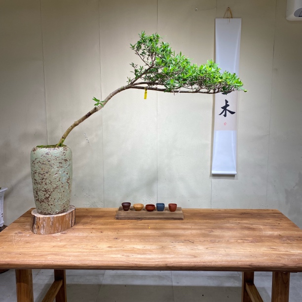 一木｜海岛栀子花游龙七字飘枝栀子花老桩打造室内外意境盆景