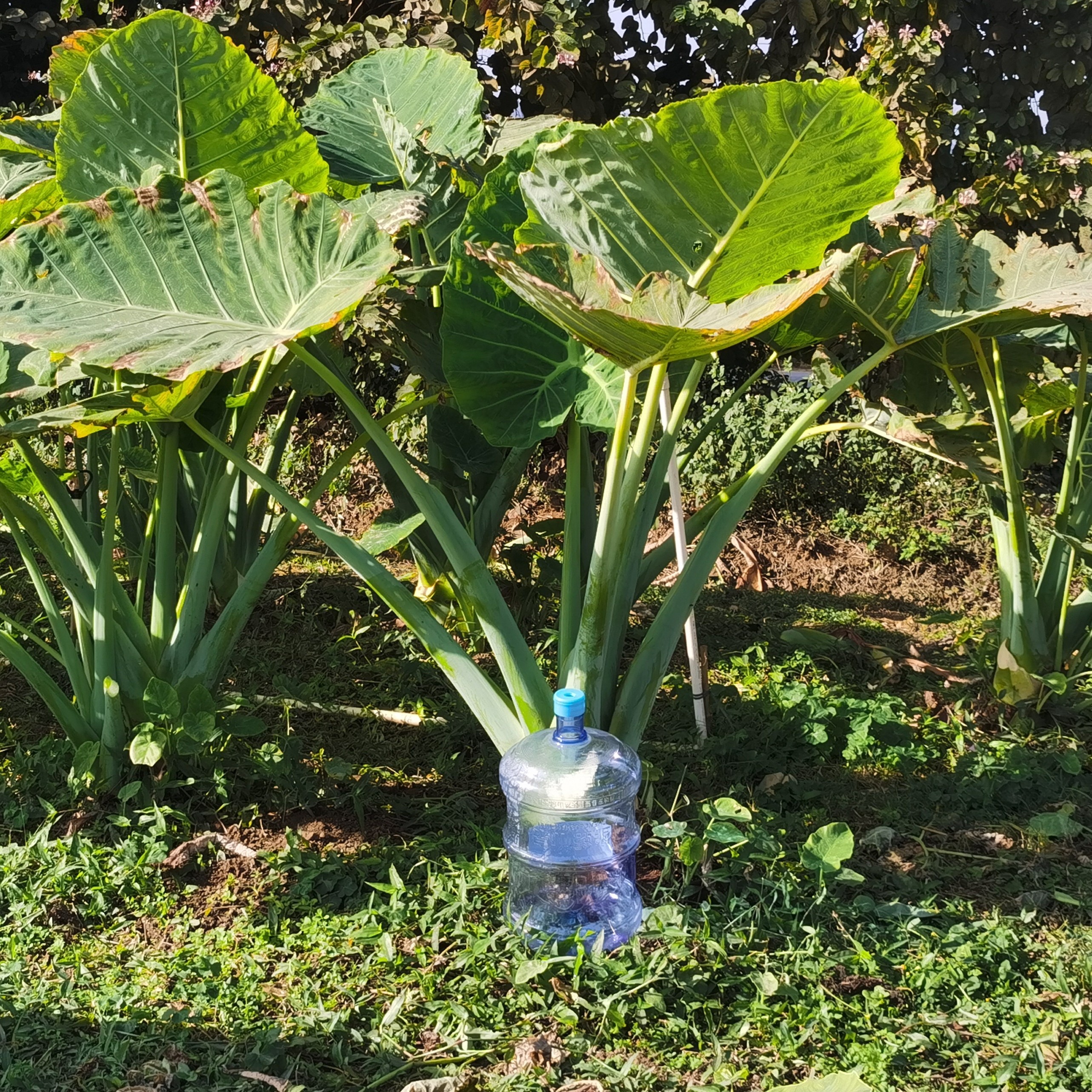 大叶绿植超级巨型象耳芋多年生老桩庭院造景绿植盆栽室内易养活