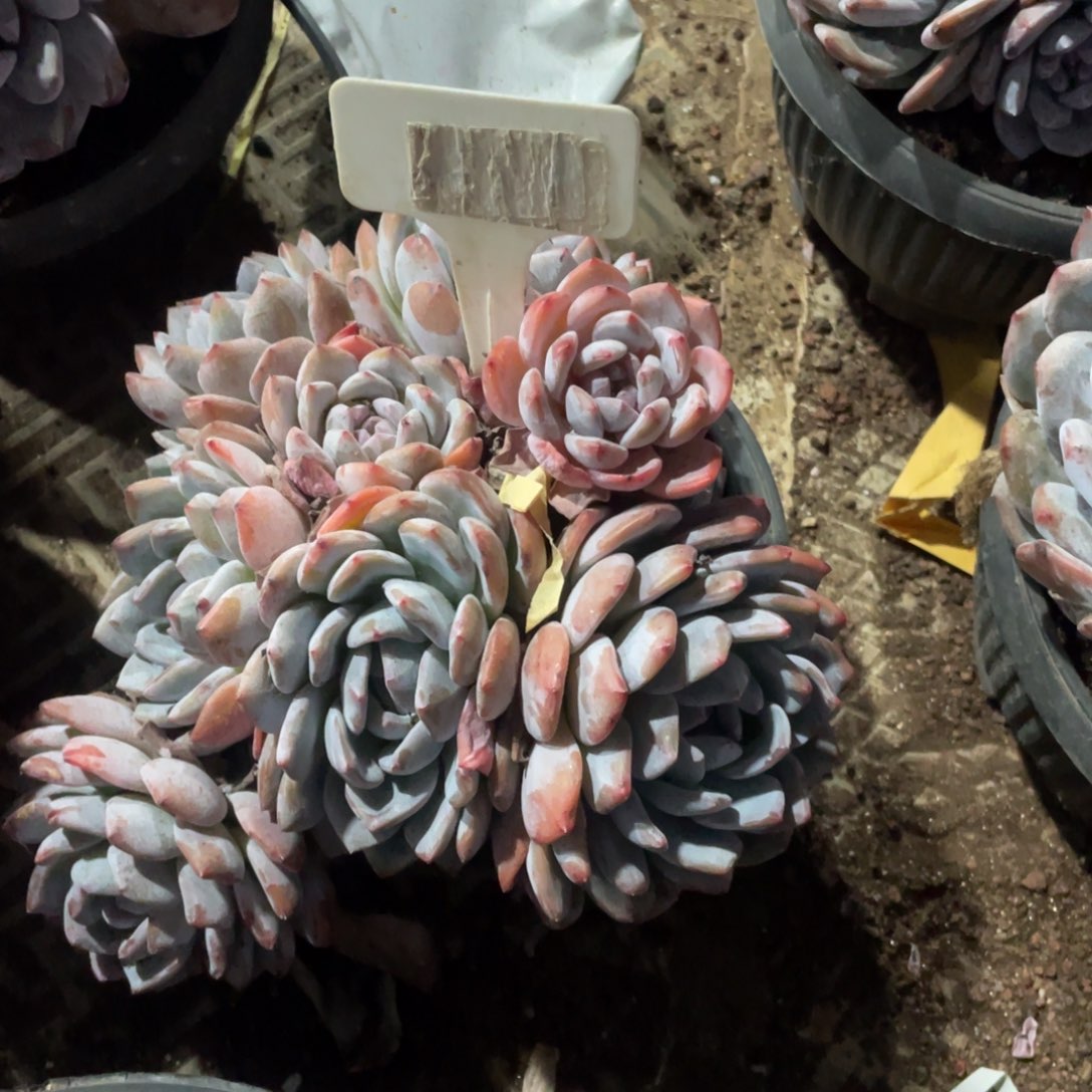 星影多头群生的一0