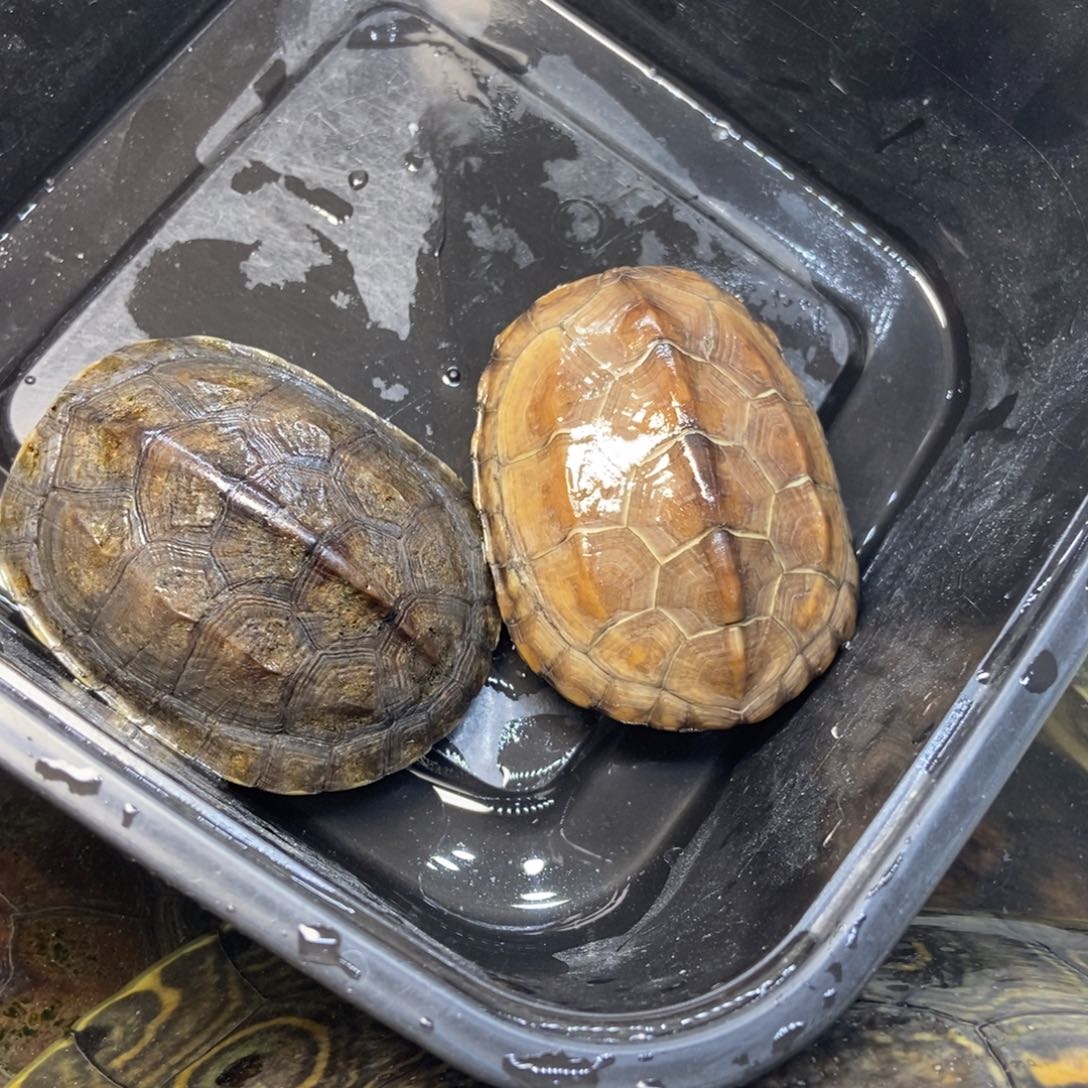 绿毛龟母瑕疵龟外塘冷水