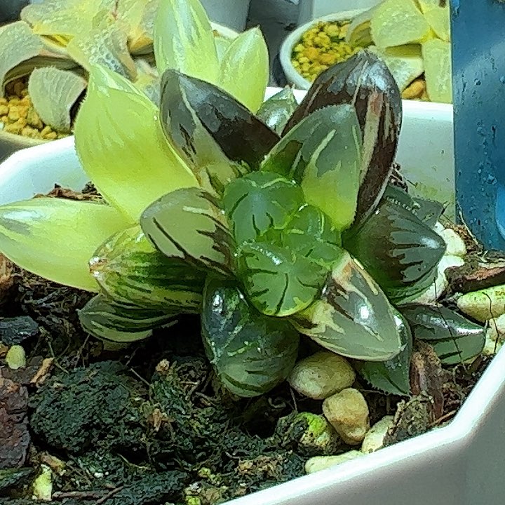 恭喜发财大吉大利0395老川