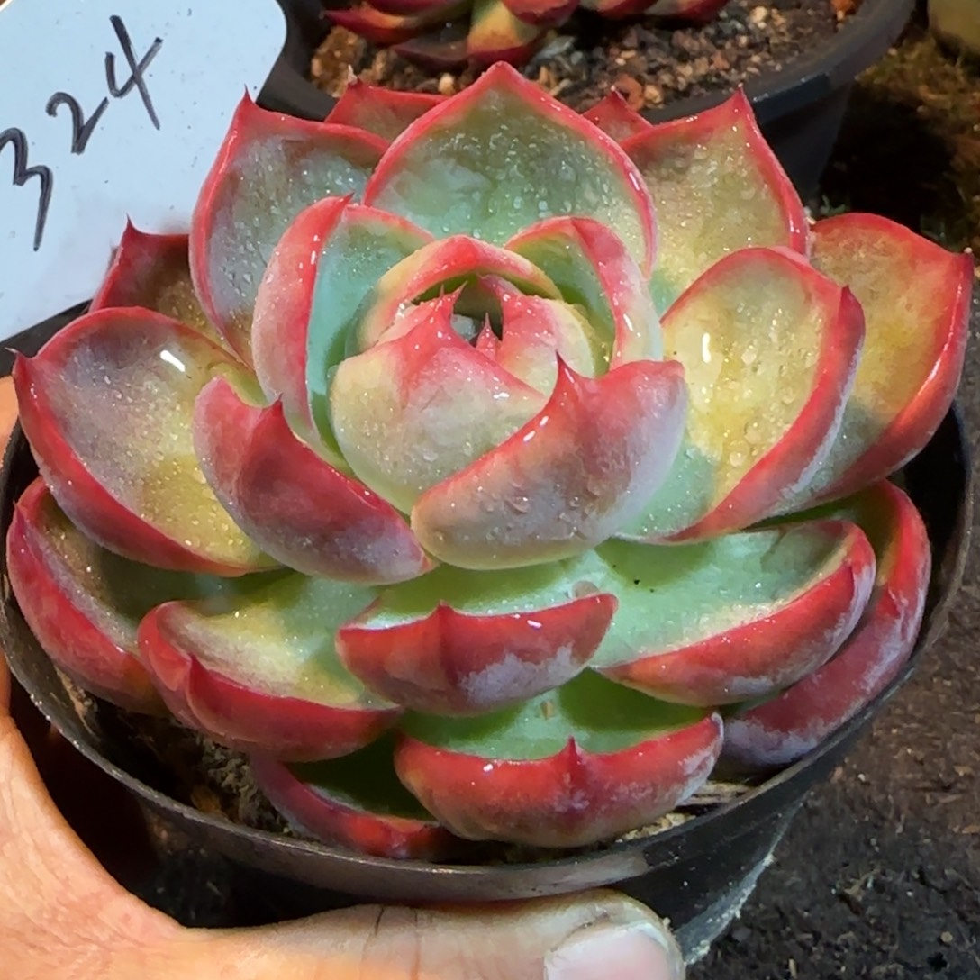 玫瑰惊鸿一物一拍包装收缩花旱324