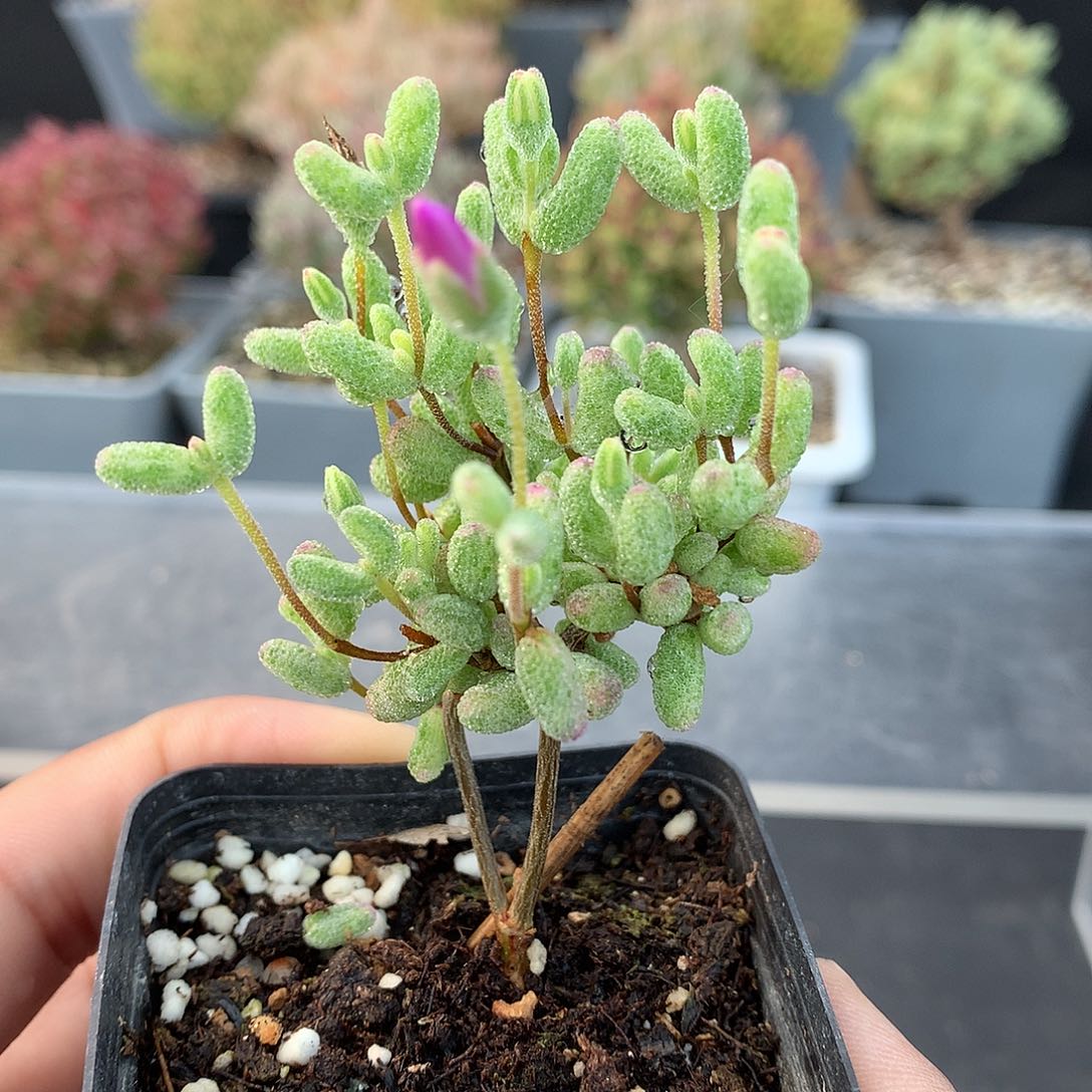 308白虎斑。             