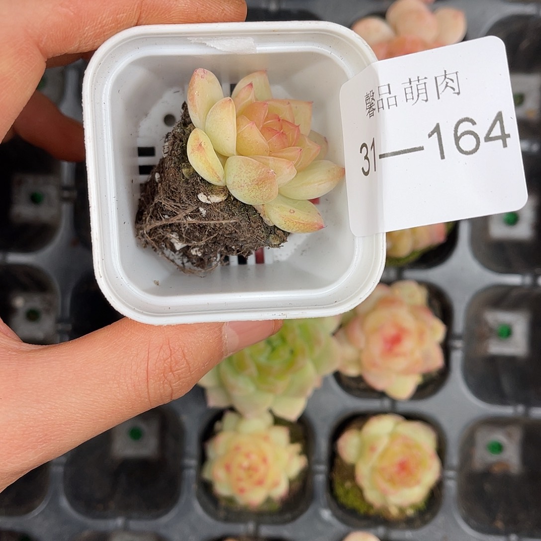 阿***也多肉一物一拍31-164