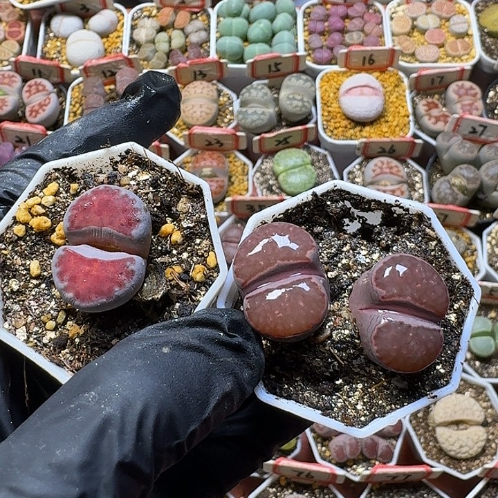 雨***點生石花111122。   82