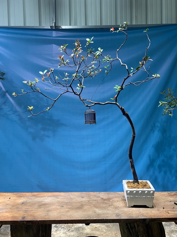 直播间一物一拍链连 鲜活绿植 一经发货 拒不退款介意慎拍