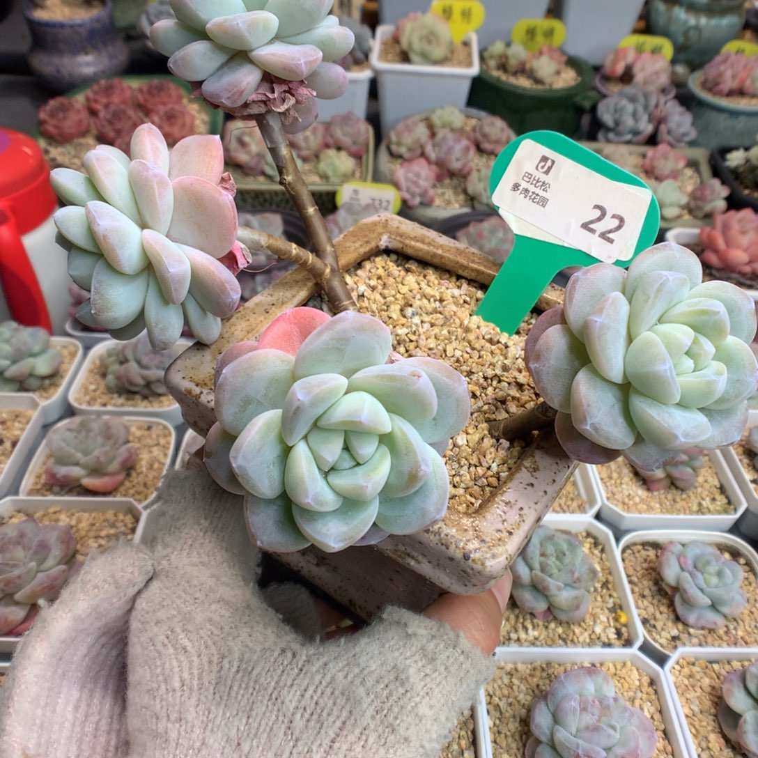 22四头嫁接冰玉多肉植物