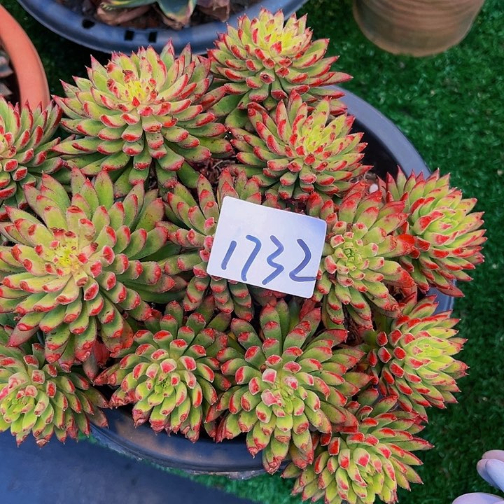 杨*姐洪辉殿群生1732