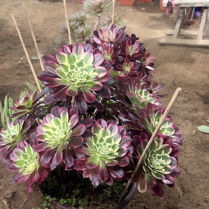 多肉植物法师天合79