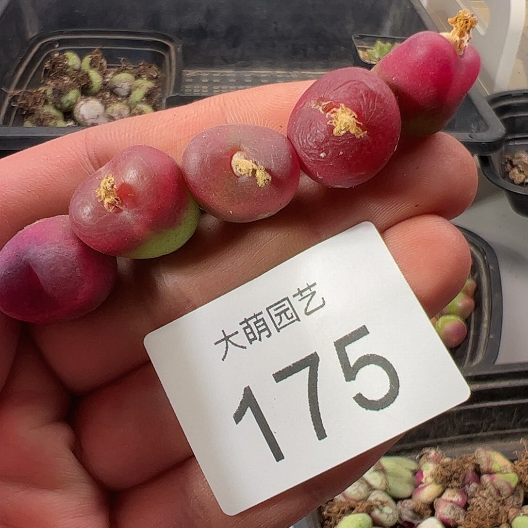 一物一拍脱土发。 175