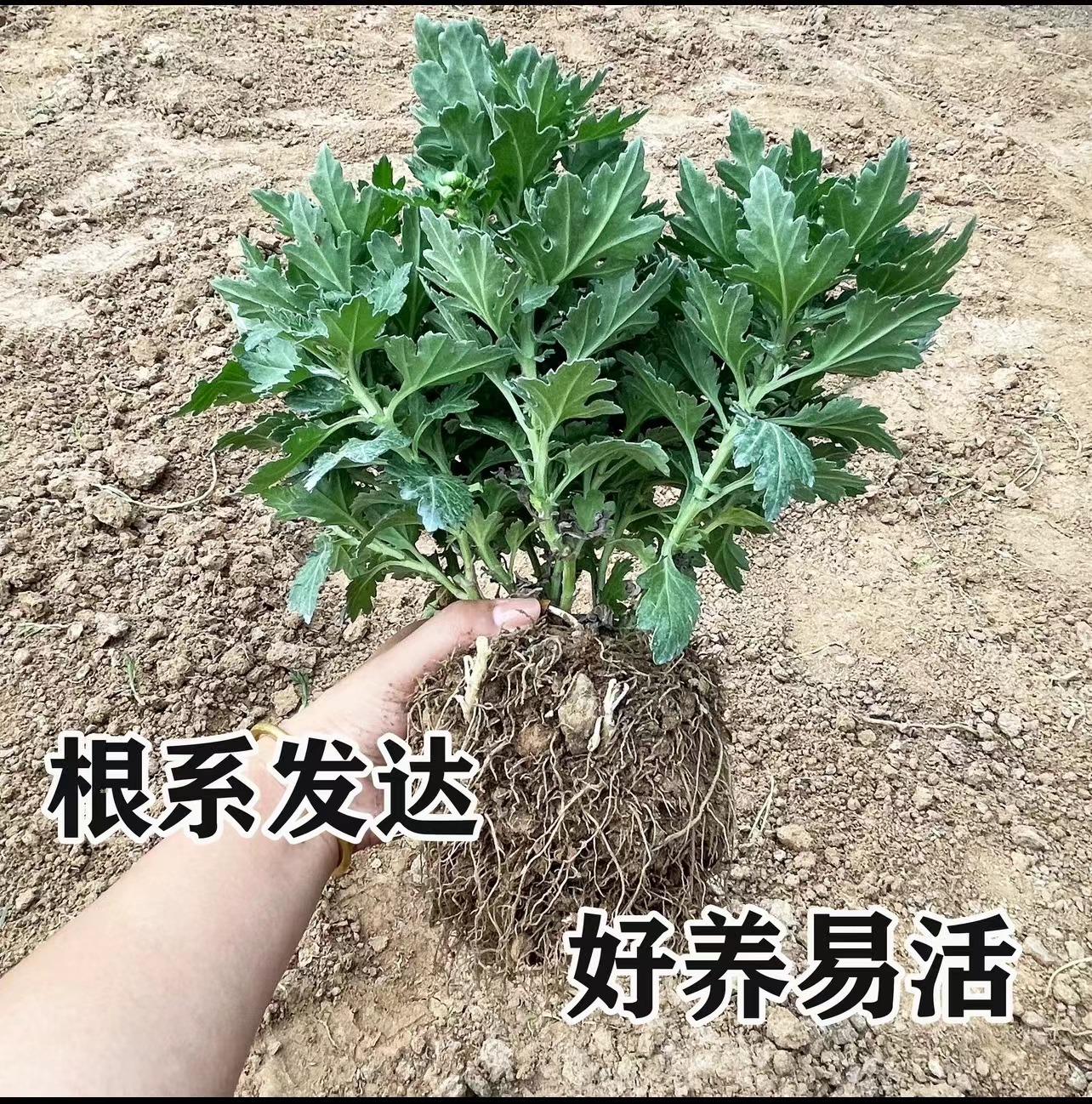 【带花老根土球发货无售后】九月菊盆栽室内室外易养护