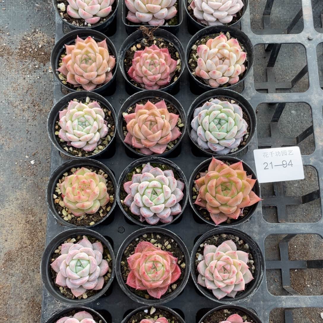 一物一拍18颗21-94