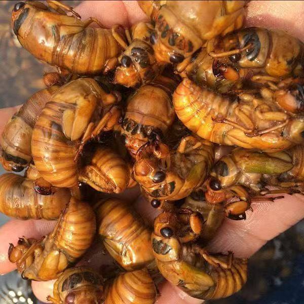 次日达【顺丰冷链】2025新鲜爬叉猴当季金1蝉活体速冻发货