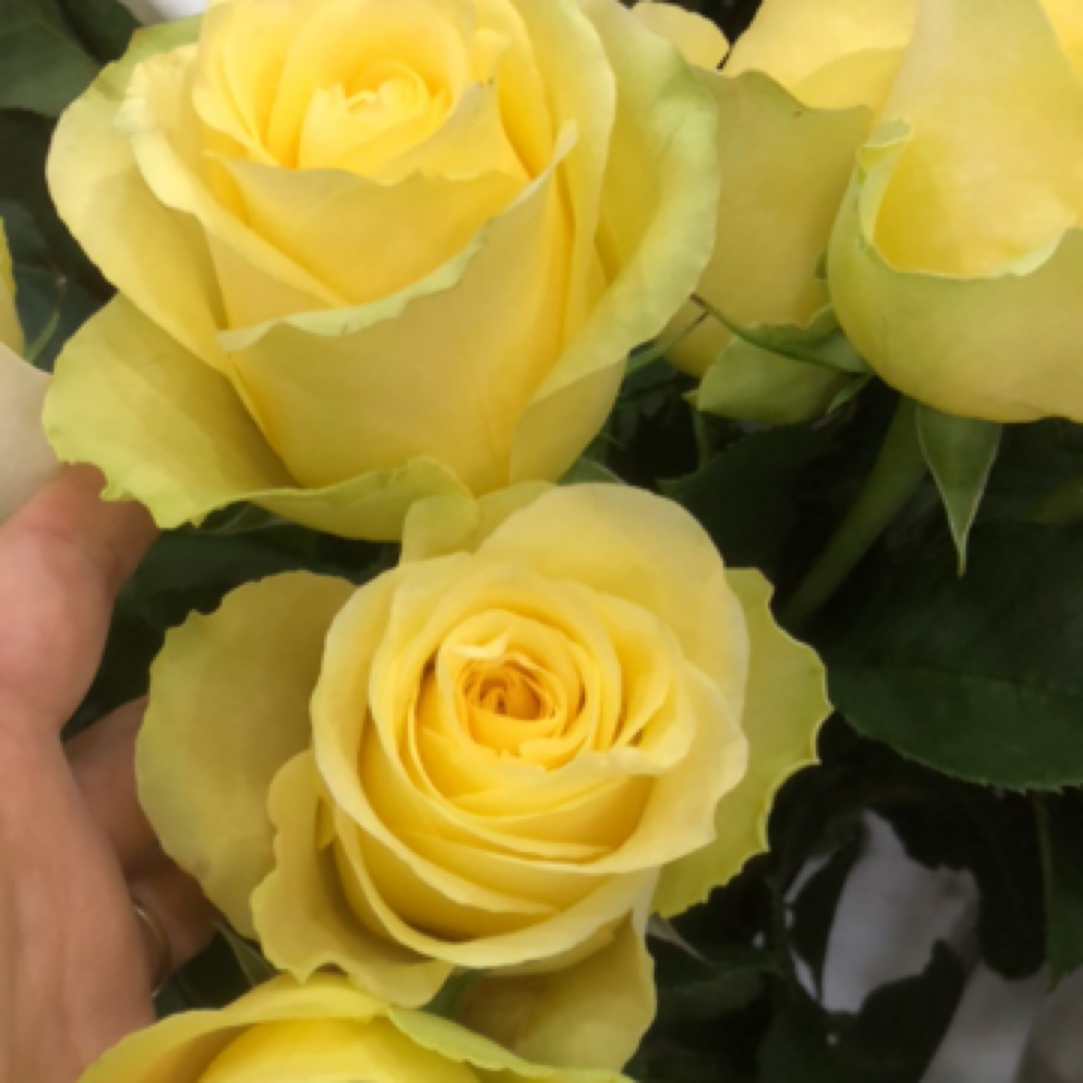 浪漫沙滩A级10支装任包邮到家一单也包邮