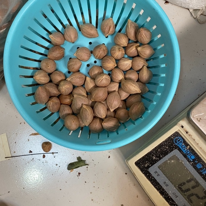 吊坠橄榄核吻****机這個問題真的