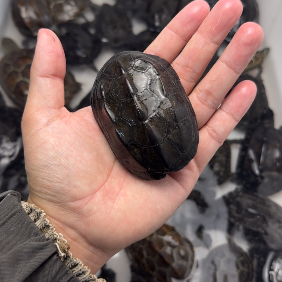 绿毛龟公苏北墨龟^_^